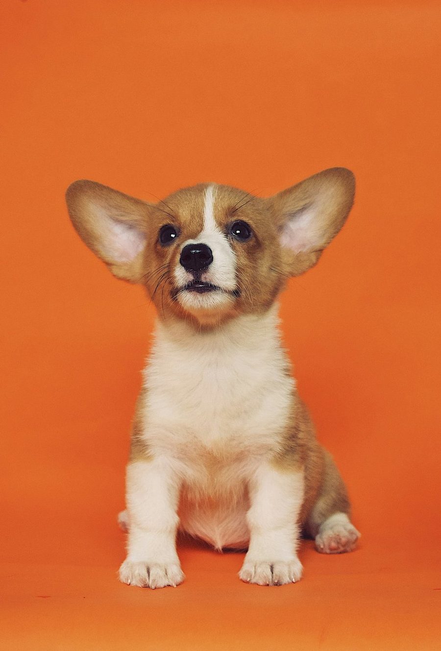 Perro durante un baño profesional en Dog Glow Studio