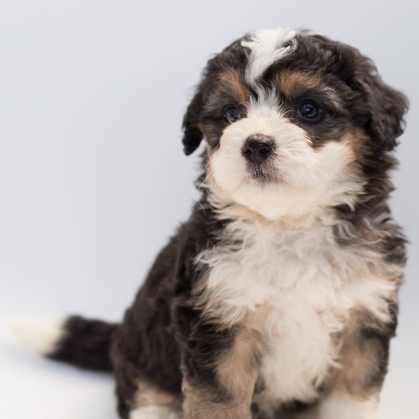 Caniche con manto recién cuidado tras peluquería canina en Dog Glow Studio
