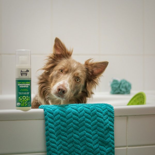 Perro en bañera durante una sesión de spa canino en Dog Glow Studio