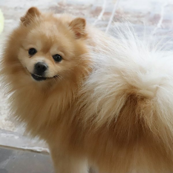 Pomerania con manto cuidado, especialidad de Dog Glow Studio